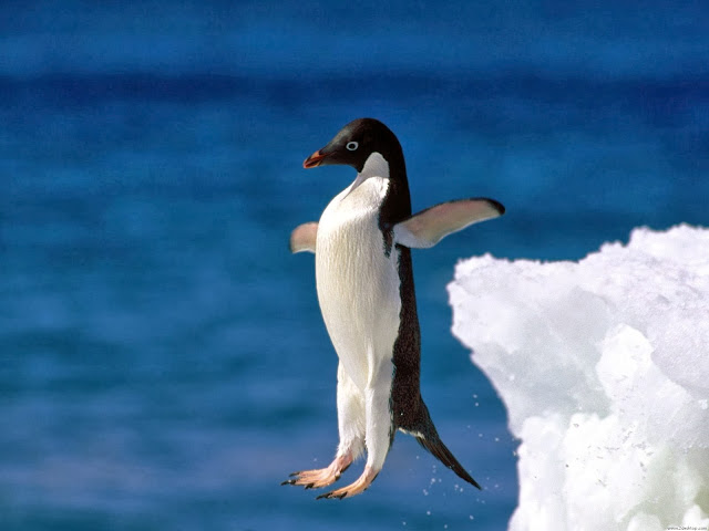 Cute & Beautiful Penguin HD Wallpaper Free