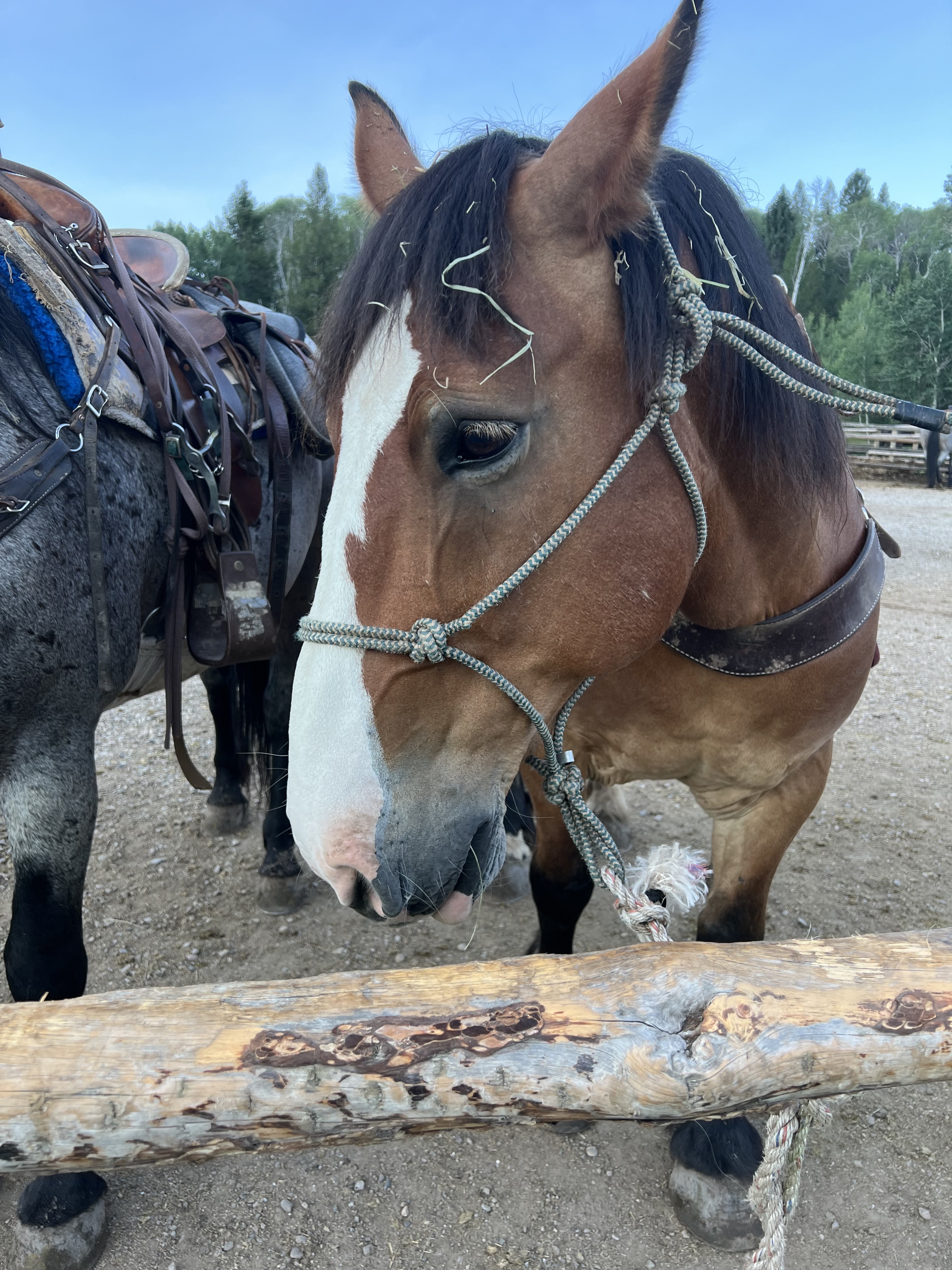 Horseback Riding at Willow Creek Horseback Rides in Wyoming, jackson hole wyoming, jackson wyoming, horseback riding, ranch, grand teton national forest