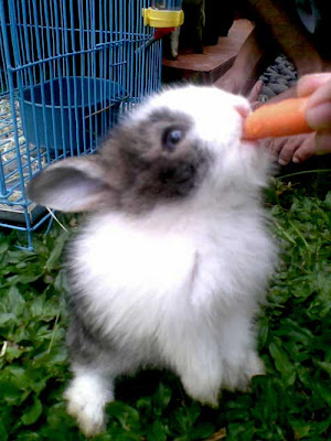 Rabbit eats carrot