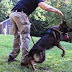 Home Training for German Shepherds: Effective Techniques and Strategies