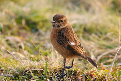 Swartkieltsje - Roodborsttapuit - Saxicola rubicola