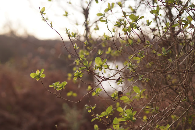 January sights in the Norfolk countryside