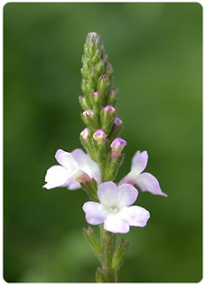 LA FLOR DE BACH DE LA CALMA