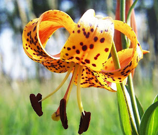 লিলিয়াম টিগ্রিনাম (Lilium Tigrinum) [ Lil -T - লিলিয়াম টিগ ]