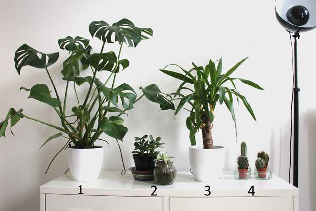 Eternal Sunday Low  Maintenance  House Plants 