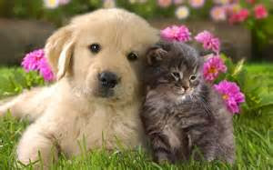 Dogs And Cats cute together