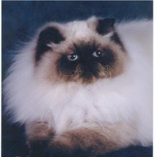 himalayan cat kitten puss pussy pussycat grimalkin kat mace pisik kotka gat macka kocka kass pusa kissa gato katze macska kottur kakis kate qattus kot pisica macka katt kedi con meo kucing pets, huisdieren, animaux de compagnie, Haustiere, animais, Animale de companie, animales domesticos, husdjur, Evcil Hayvan, anifeiliaid anwes, domace zvali, binatang kesayangan, augintiniai, animali domestici, peatai, bet kay, lemmikit, mga alagang hayop, domaci zvirata, kucni ljubimci, animals domestics, maskotak, binatang peliharaan