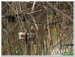 20101221_123824_021_CityForest