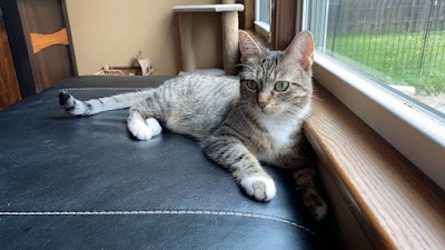 A grey cat with dark stripes lounges on a leather seat next to a window.