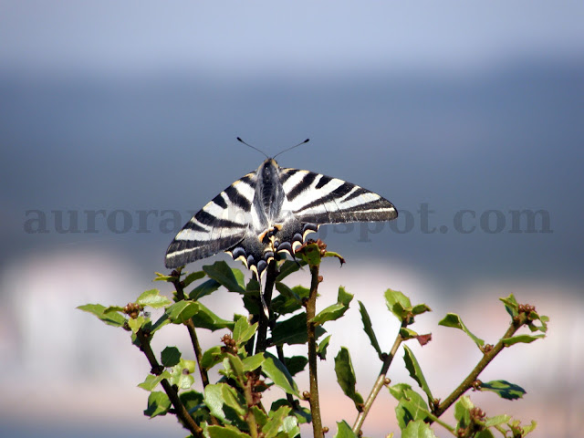 Família: Papilionidae; Espécie: Iphiclides feisthamelii ou Iphiclides podalirius