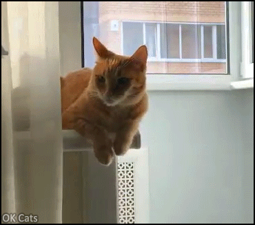 Funny Cat GIF • Lazy cat chilling and kneading the air. Cat version of twiddling your thumbs hehe [ok-cats.com]