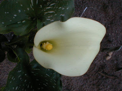 Calla Starlight 2012