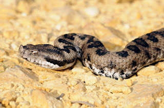 Vipera latastei - La víbora hocicuda o víbora de Lataste