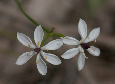 Milkmaids (Burchardia sp)