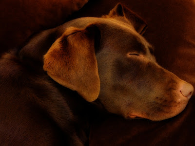 brown Labrador Retriever