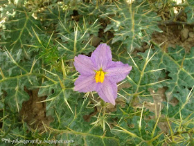 Kantakari-Solanum Xanthocarpum