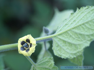 Coqueret du Pérou - Physalis peruviana 