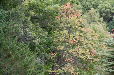 maple leaves beginning to show color