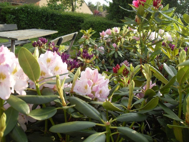 Rhododrendron, maj 2012