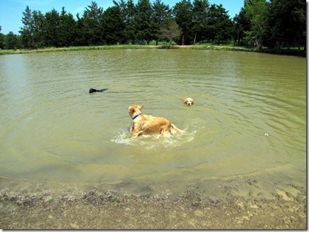 doggiepark05-30-11b