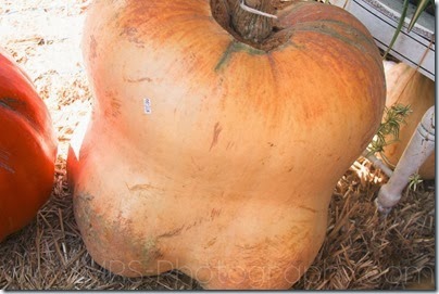 Dixon Silveyville Pumpkin Patch 2013-5973