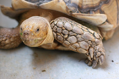 African Spurred Tortoise