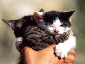 funny cat pictures, two kittens hugging