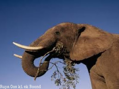 छद्दन्त हाथी की कहानी (Story of the elusive elephant)