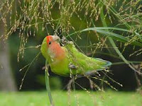 Burung Lovebird ,Cara Merawat Lovebird Yang Baik