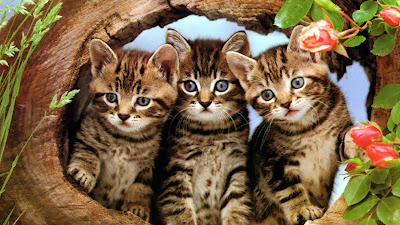 Three cats wallpapers free