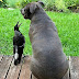 A funny friendship between the dog and magpie