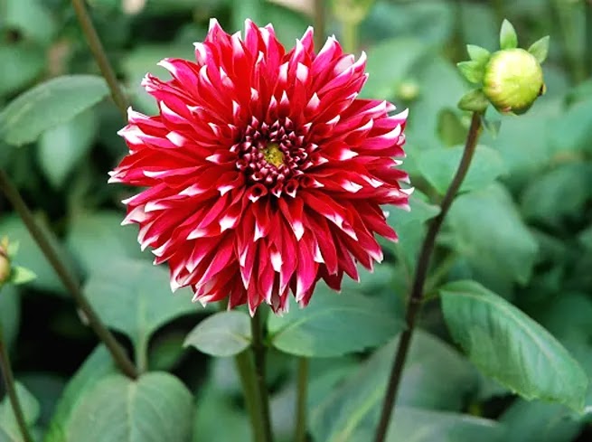 Pictures of exotic flowers - Pictures of exotic flowers - NeotericIT.com