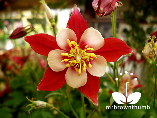 Once you know how to collect columbine flower seeds you'll have more 