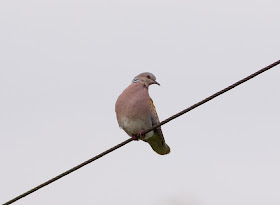 Turtle Dove - Oxfordshire