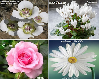 White Mariposa Lily_Cyclamen_Rose_Marguerite Daisy