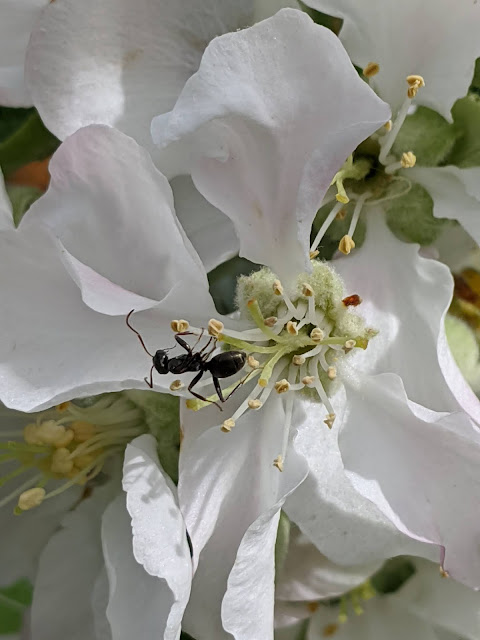 Ants Can Pollinate Too