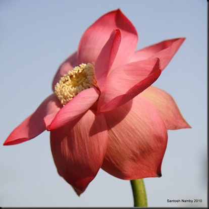 Pink Lotus