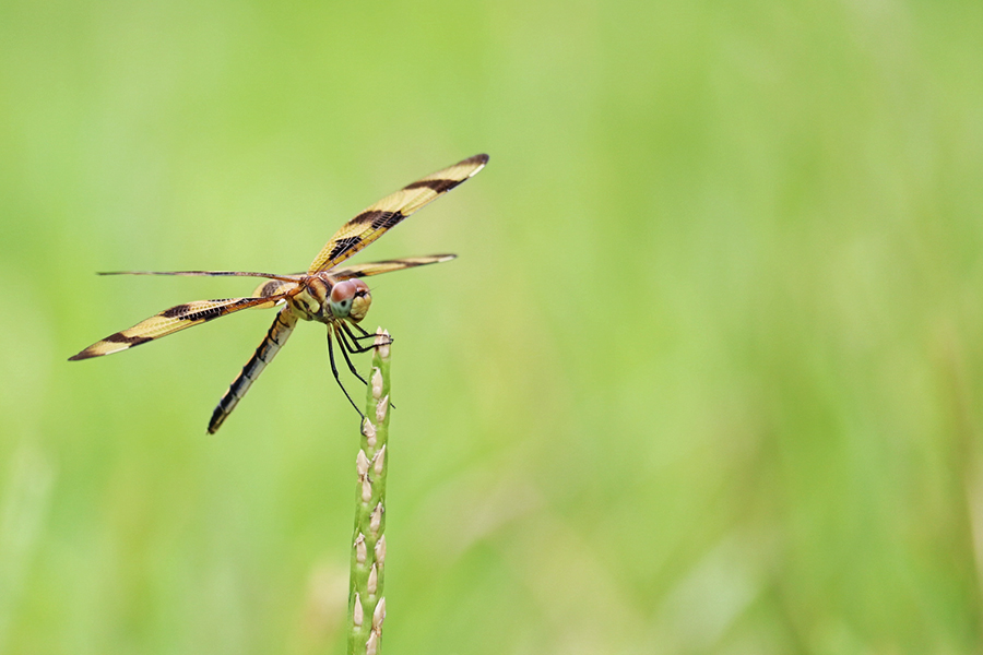 Halloween Dragonfly