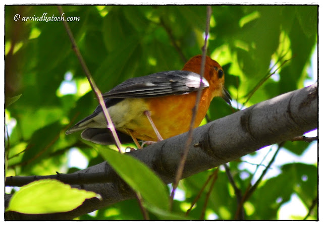 Orange-headed Thrush. Back