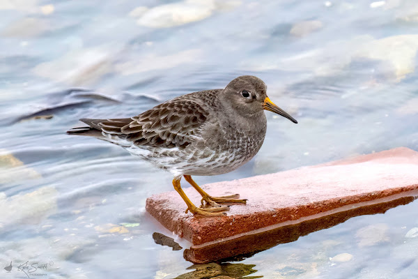 Purple sandpiper