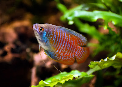 Dwarf gourami - Trichogaster lalius