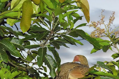 Chicken in a Tree