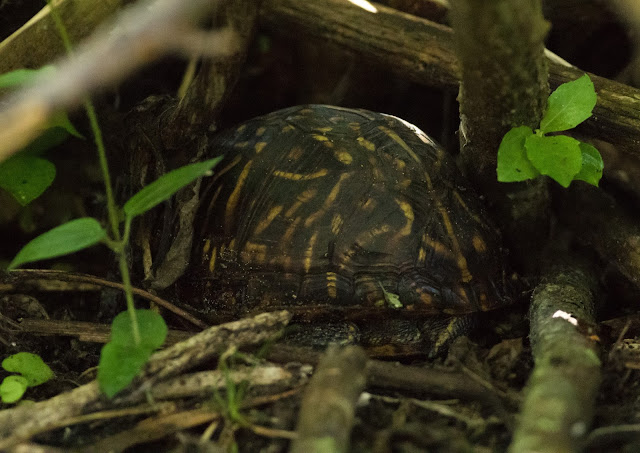 Box Turtle - Mead Botanical Garden, Florida