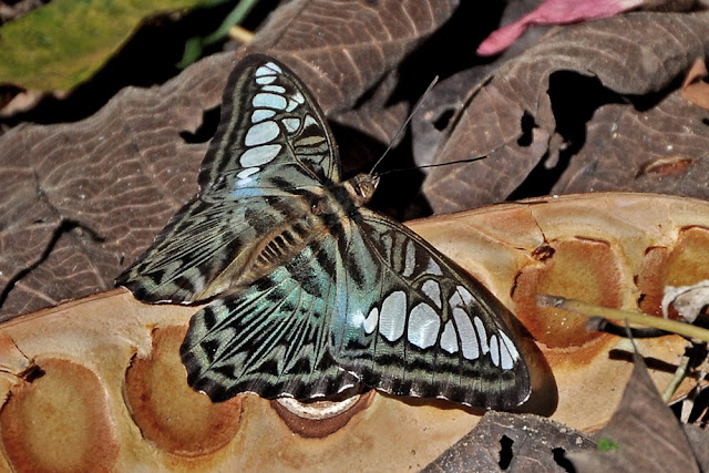 Parthenos sylvia the Clipper butterfly