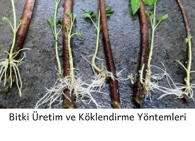 köklendirme nasıl yapılır