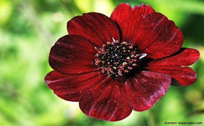 Chocolate Cosmos