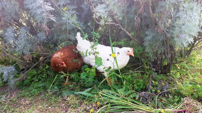 galline nascoste sotto piante