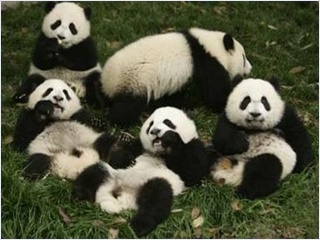 Chengdu Giant Panda.