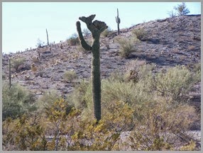 Cristate Saguaro very rare