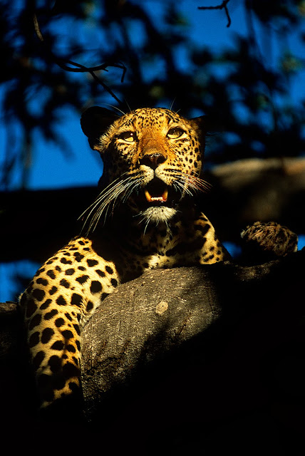 African Leopard (Panthera pardus)